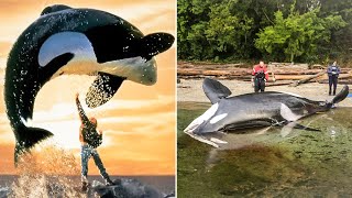 The Tragic Untold Story of Keiko The Orca [upl. by Onek]