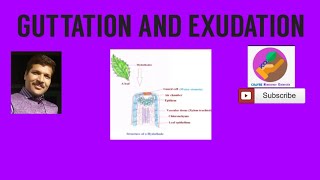 Guttation And Exudation [upl. by Notsrik]