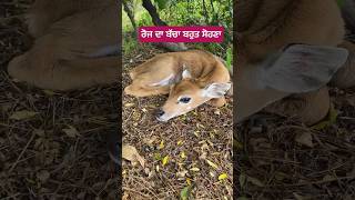 trendingshorts punjab villagelife animals greenery maa mother motherlove cute foryou [upl. by Essam]