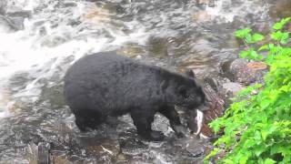 Alaska Salmon Country [upl. by Stovall]