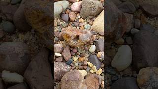 Limonite Stained LSA agate rockhounding rocks nature [upl. by Nnoryt318]