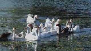 Oche a passeggio sul lago di Angera [upl. by Wolff]