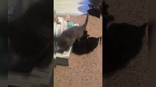 Foster Kittens Rose amp Smokey Trolling Around [upl. by Ribak370]