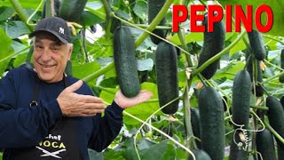 RECEITA PEPINO JAPONÊS  PARTE 2 [upl. by Okiam]