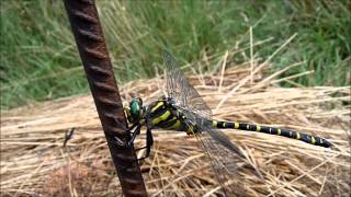 LIBELLULE ODONATA ODONATES Prades 66500 [upl. by Seidnac]