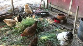 Raising chickens 101 getting started amp what they dont tell you [upl. by Intyre]