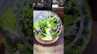 Decor Terrarium 56 terrariumdesign terrariumart trending miniterrarium terrarium nature [upl. by Beeson74]