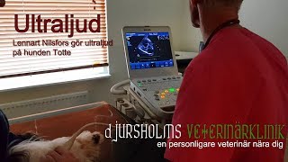 Ultraljudsvlogg 1  hunden Totte ultraljudar hjärtat  Djursholms Veterinärklinik [upl. by Gibbeon]