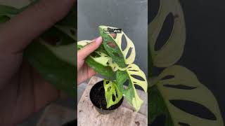 Monstera Adansonii Japan Variegated  Indonesiaplantscom  Tropical Houseplants [upl. by Lynad960]