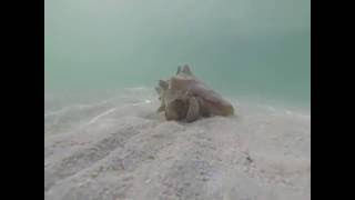 Beautiful hermit in a Queen Conch running from me  in Belize Caye Caulker [upl. by Laekim]