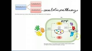 Catabolic and Anabolic Pathways [upl. by Nnalorac]