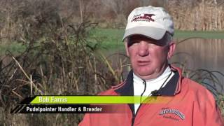 Pudelpointers on Quail amp Pheasants [upl. by Naes]