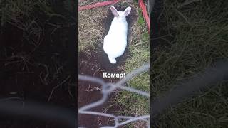 КОМАР АТАКОВАЛ КРОЛИКА🦟 bunny кролик rabbit animals pets shorts [upl. by Catherine]