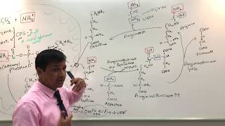 Urea Cycle and Urea Cycle Disorders [upl. by Enelrihs]