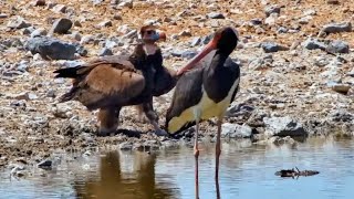 Safarihoek Namibia Live Wildlife Cam Bocian czarny i sęp 20092024 [upl. by Tierza]