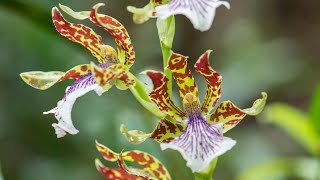 Episode 12 Zygopetalum orchids and my other best orchids for scent in autumn [upl. by Gorey]