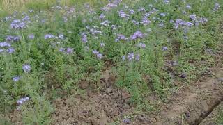 Phacelia growing at the height of summer in Lincolnshire [upl. by Uolyram]