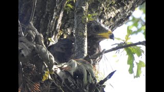 Wespenbussard Jungvogel Ruf  Young European Honey Buzzard is calling  Pernis apivorus [upl. by Marni848]