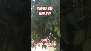 BUAH MANGGA mangga backstreetboys motivation [upl. by Harihs]