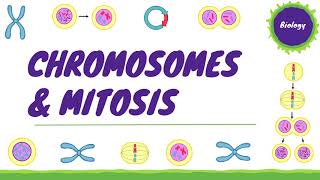 Chromosomes amp Mitosis Cell Division  Cell Biology 3 AQA GCSE Biology [upl. by Buskus]