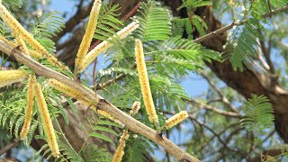 Acacia catechu known as khadira Karingali Black cutch tree saplings [upl. by Anerehs]