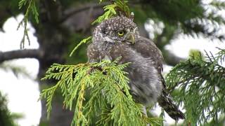 Northern PygmyOwl [upl. by Leva192]