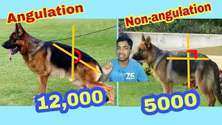 Angulation german shepherd price and difference [upl. by Alyacim]