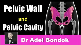 Pelvic Wall and Pelvic Cavity Dr Adel Bondok [upl. by Wina]