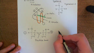 Introduction to Chemokines Part 1 [upl. by Aillicsirp842]