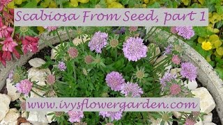 Scabiosa From Seed Part 1 [upl. by Zurn742]