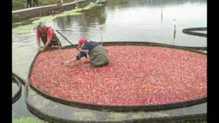 Cranberry Harvesting [upl. by Betty]