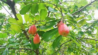 Ackee Aki Tree Blighia sapida [upl. by Lesko]