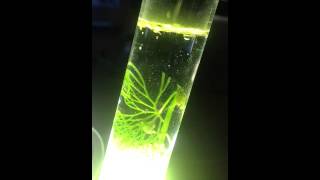 Photosynthesis in Elodea [upl. by Ninaj]