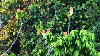 White Bellied Parrots  Pionites leucogaster [upl. by Sicard]