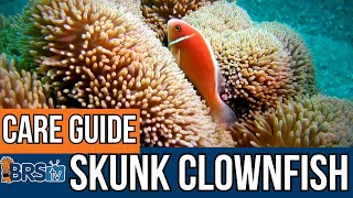 What Do Skunk Clownfish Need [upl. by Tezile]