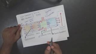 APOPLAST AND SYMPLAST PATHWAY DETAILED  DIFFERENCE BW APOPLAST AND SYMPLAST [upl. by Burkley764]