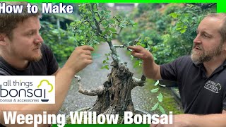 Weeping Willow Bonsai  How to grow and make bonsai trees from Salix Pruning and Wiring [upl. by Pliam]