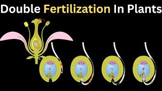 Double Fertilization 3d animated  Sexual Reproduction in Flowering Plants  Class 10 Biology [upl. by Ajay]