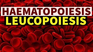 LEUCOPOIESIS  DrSonu Yadav  Pathology Kingdom  Haematopoiesis Series  Haematology [upl. by Kristina]