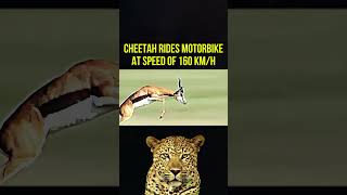 CHEETAH VS GAZELLE [upl. by Veljkov]