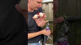 🐣2 eieren per dag ❤️✌🏽🥚🥚eieren eggs egg eggshorts viralshort viralvideo [upl. by Eeneg]