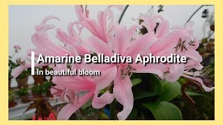 Amarine Belladiva Aphrodite in beautiful bloom [upl. by Leimaj]