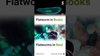 flatworms real [upl. by Carrillo]