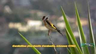 Cardellino Canta HD [upl. by Nettirb434]