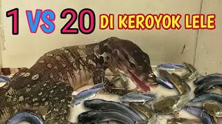 Apa yang akan terjadi kalau Saudaranya Komodo di keroyok Ik4n Lele [upl. by Bonnell]