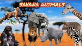 IL VERSO DEGLI ANIMALI DELLA SAVANA  Animal sounds [upl. by Inan]