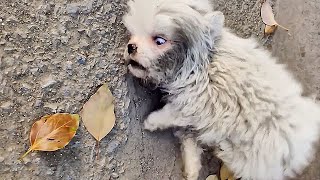 The stray puppy was kicked by sanitation workersconvulsing in pain and whimpering on the ground [upl. by Lenoj]