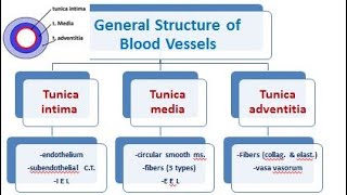 4 vascular system histology of arteries and veins 2021 [upl. by Ltihcox]