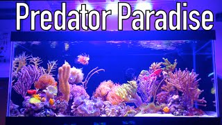 40 Gallon Exotic Nano Reef  Divers Predator Paradise [upl. by Jet]