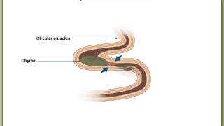 Peristalsis and Segmentation [upl. by Cahilly]